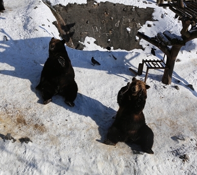 北海道旅遊推薦-熊牧場
